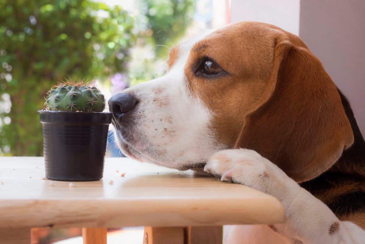A beagle dog sniffing a potted cactus