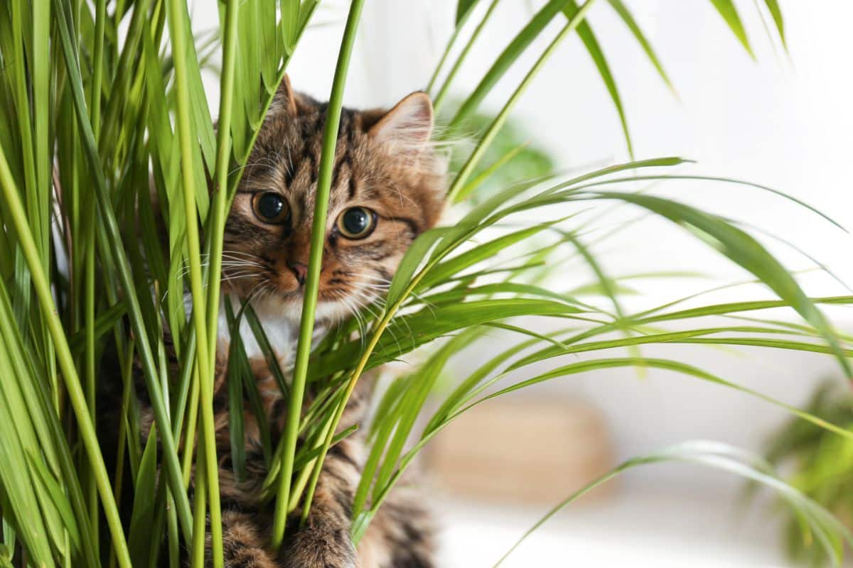 A pet cat peeking through a grassy houseplant