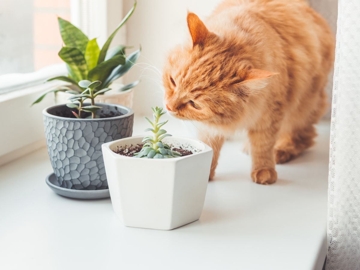 A kitten sniffing a potted succulent