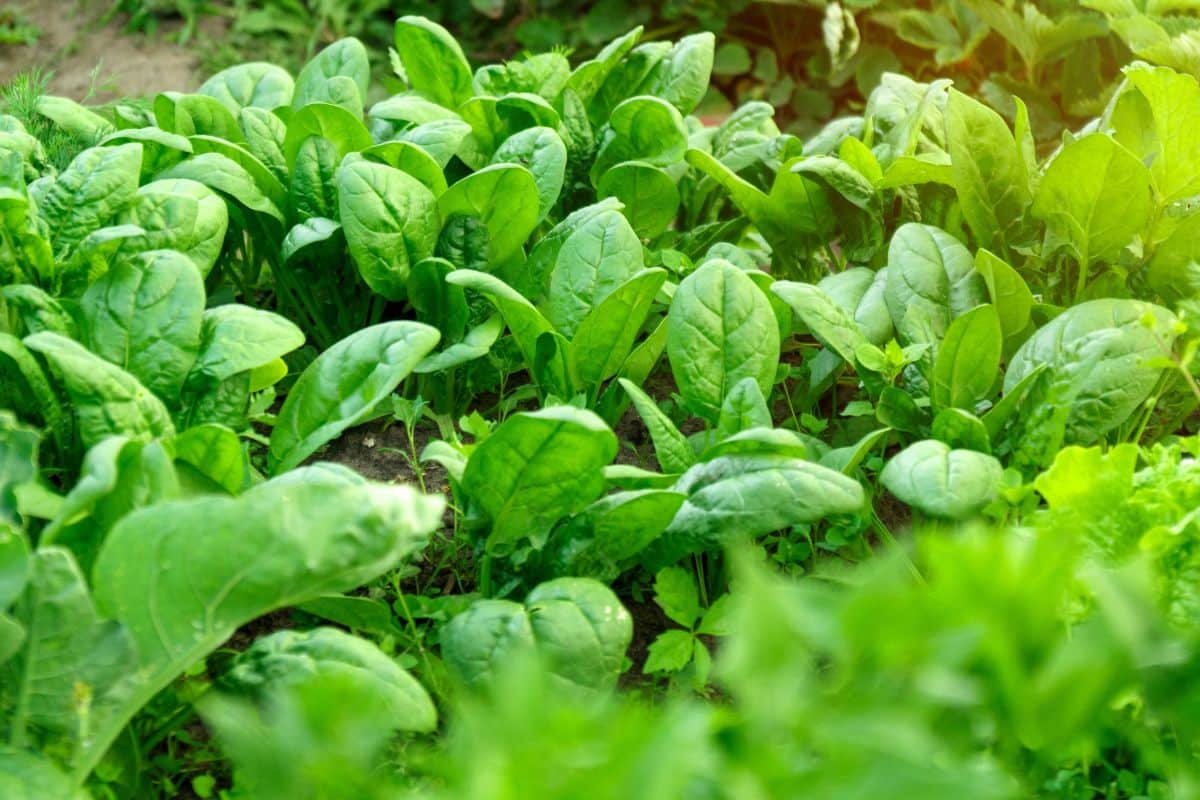 Fall-planted baby spinach ready to harvest