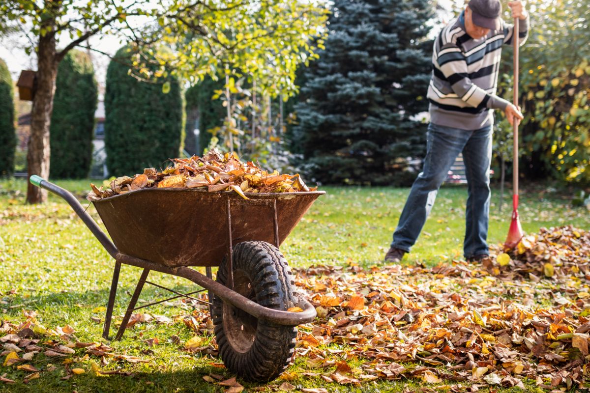A gardener raking up fall leaves for the garden