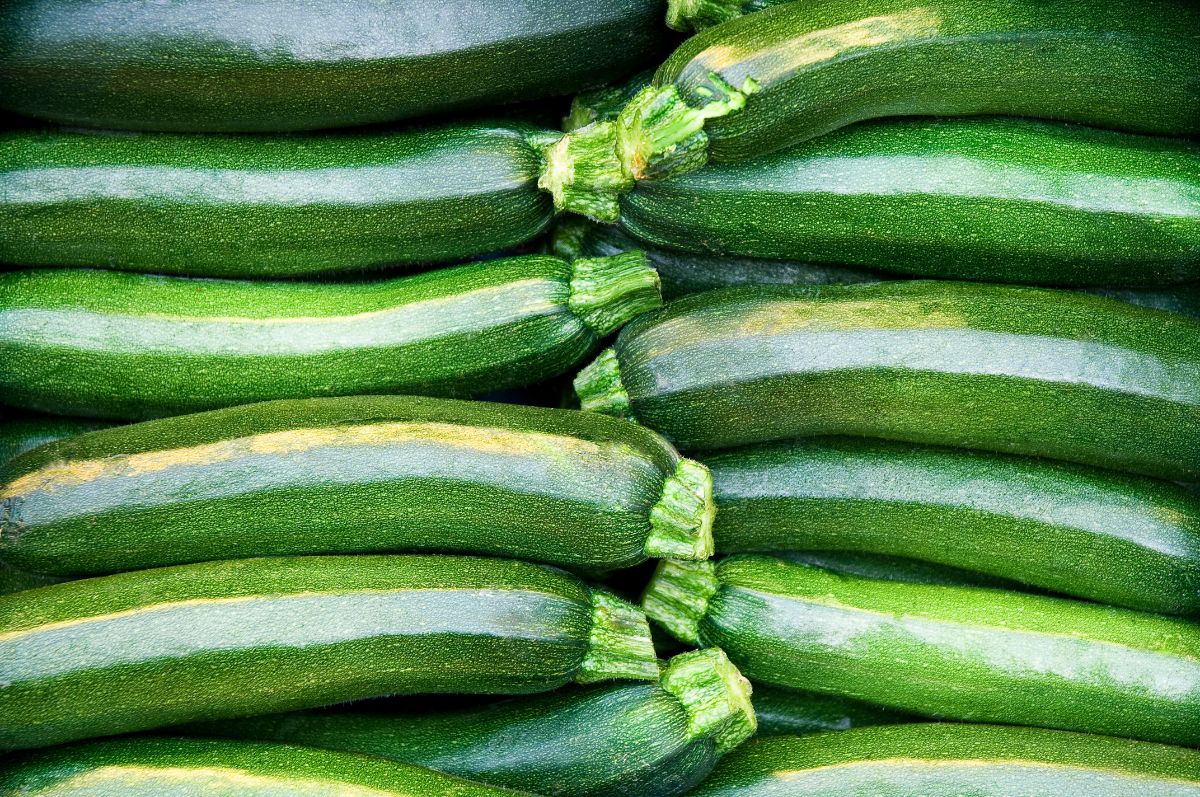 Bright green, shiny zucchini squash