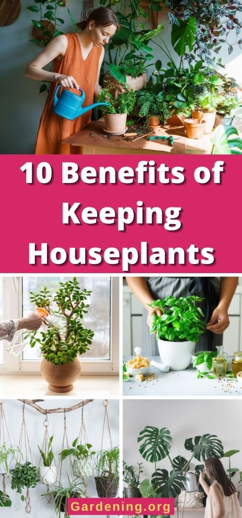 10 Benefits of Keeping Houseplants pinterest image.