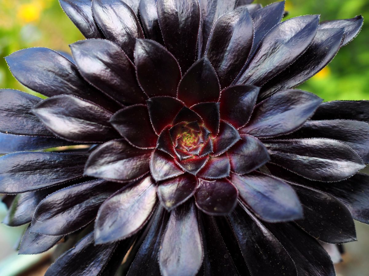 Dark purple-red Aeonium succulent