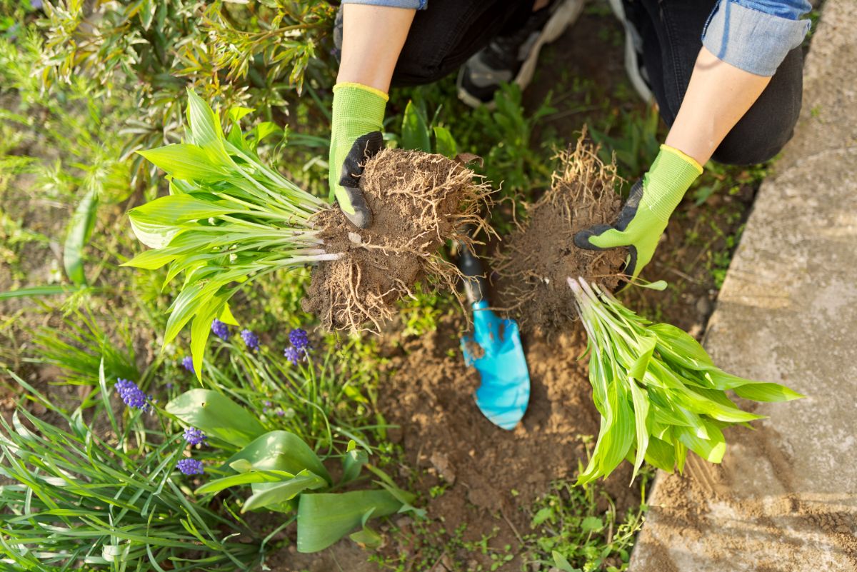 A gardener dividing overgrown perennials