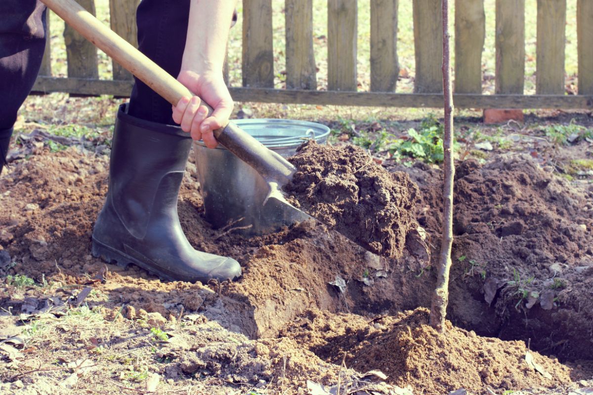 A gardener planting new fruit trees in the fall