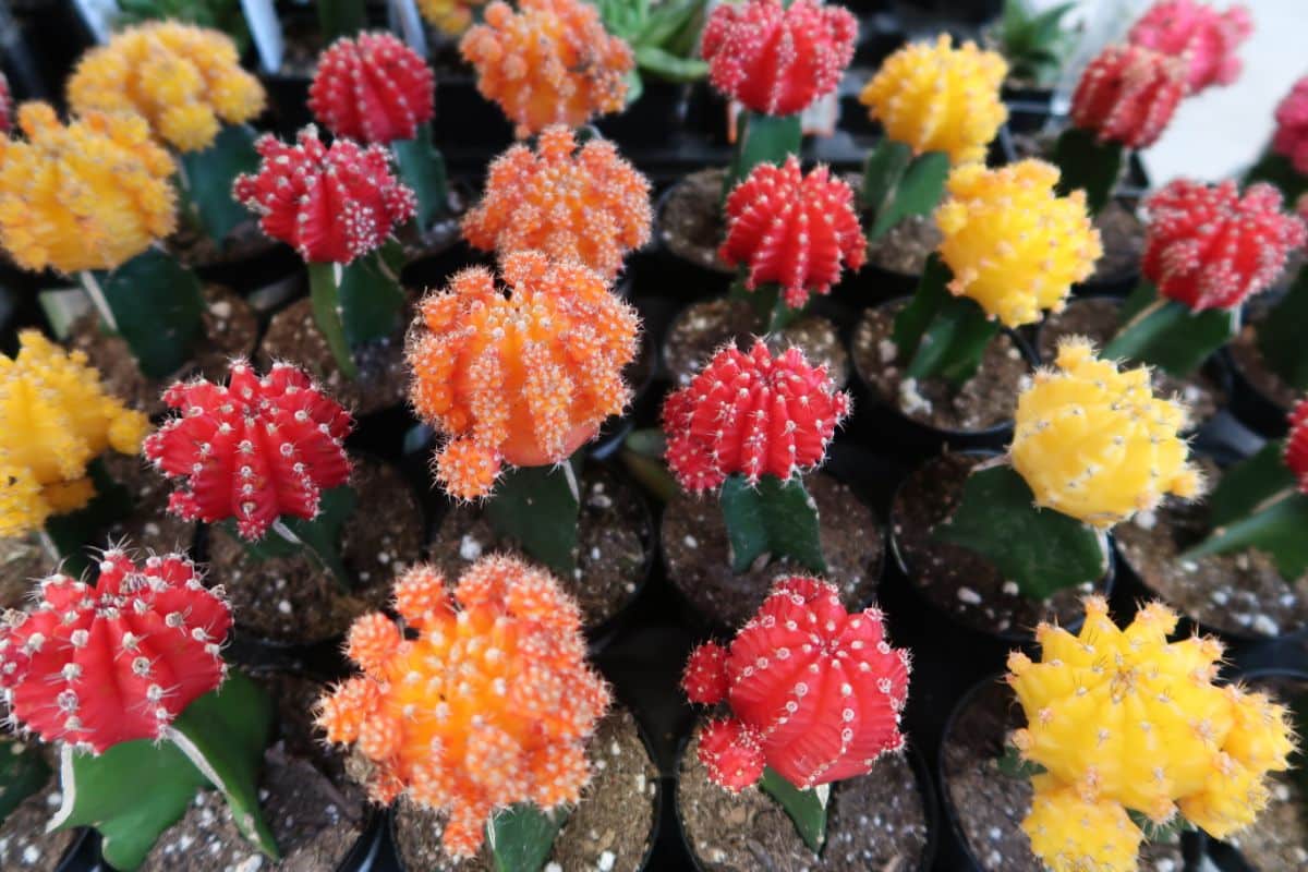 Many colored moon cactus plants in a nursery