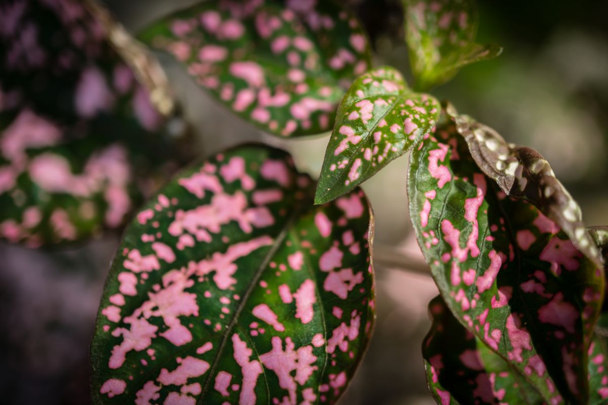 A near view of the pink dots on a polka dot plant leaf