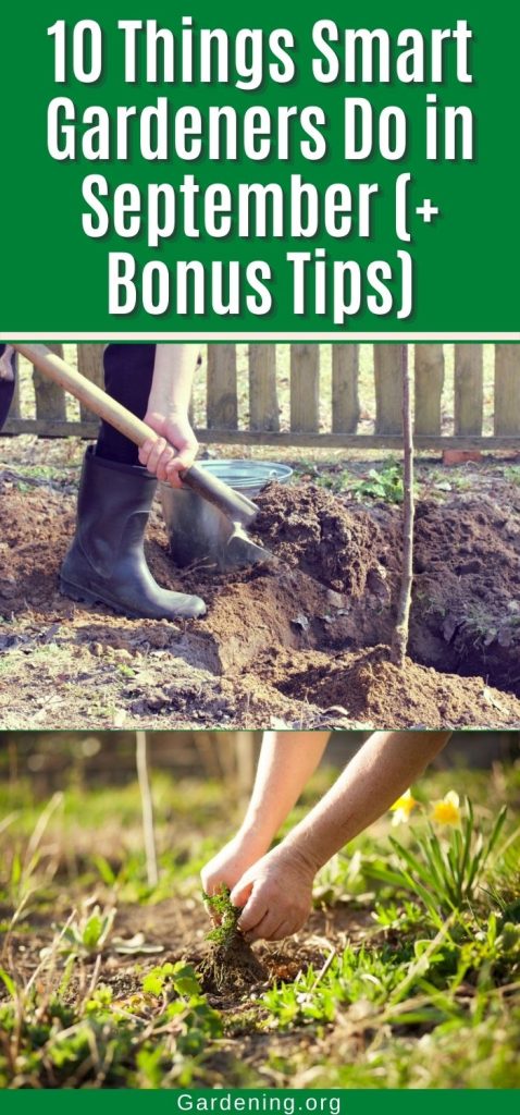 10 Things Smart Gardeners Do in September (+ Bonus Tips) pinterest image.