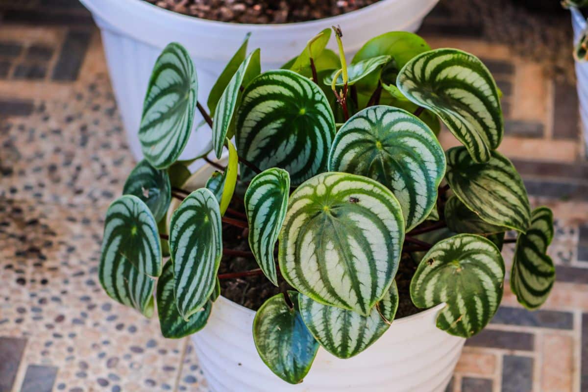 Green and white variegated watermelon peperomia
