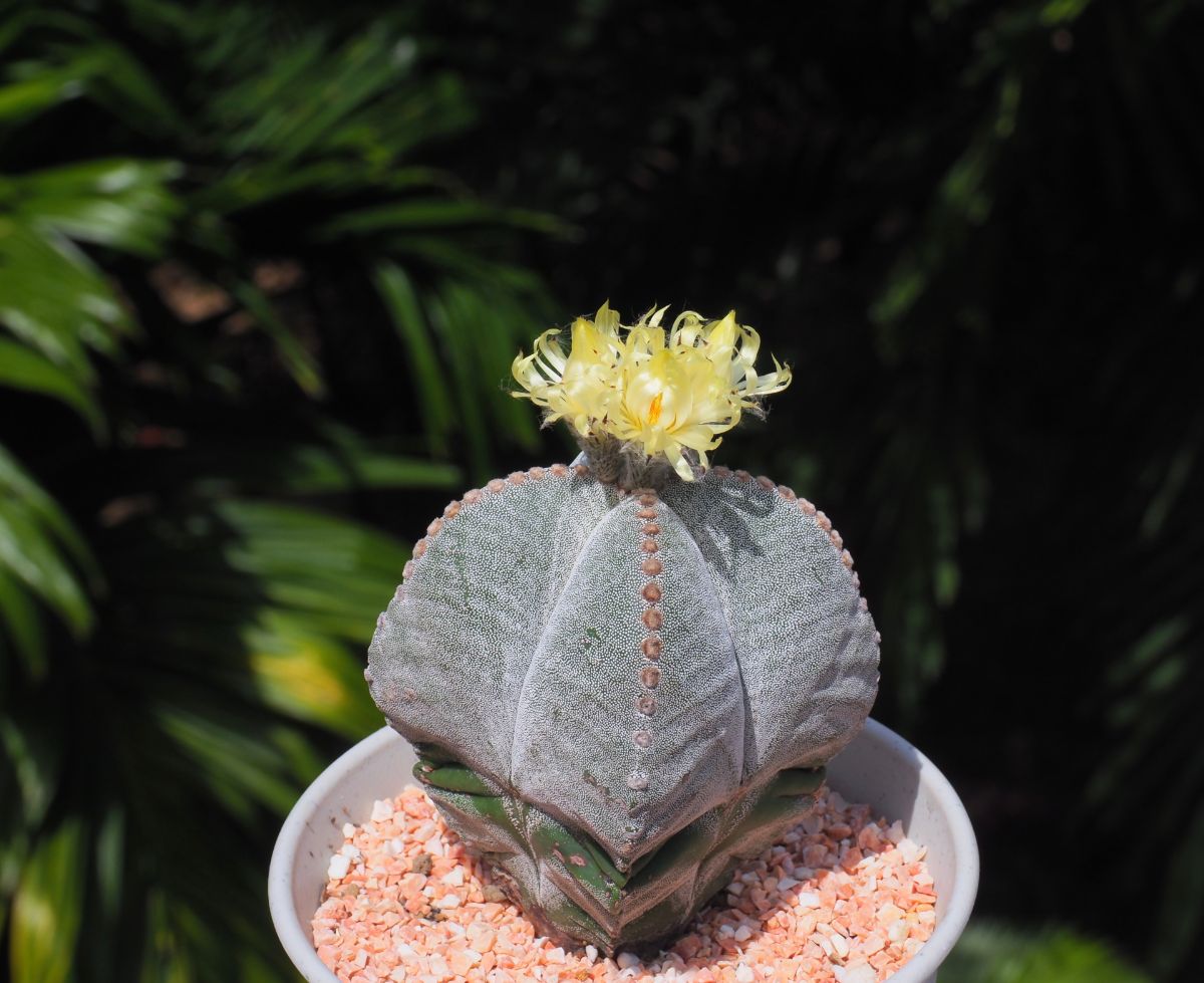 A Bishop's Cap cactus with a yellow flower on top