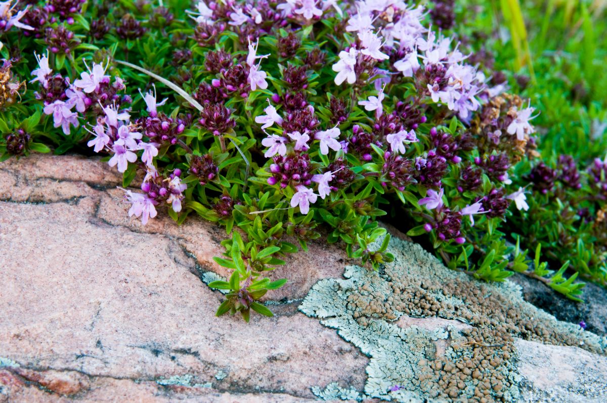 A purple flowering creeping thyme plant