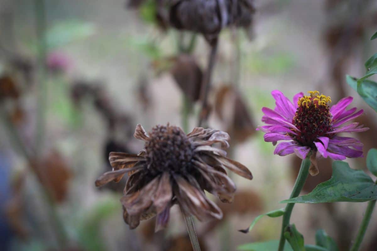 Brown, dying annual flowers