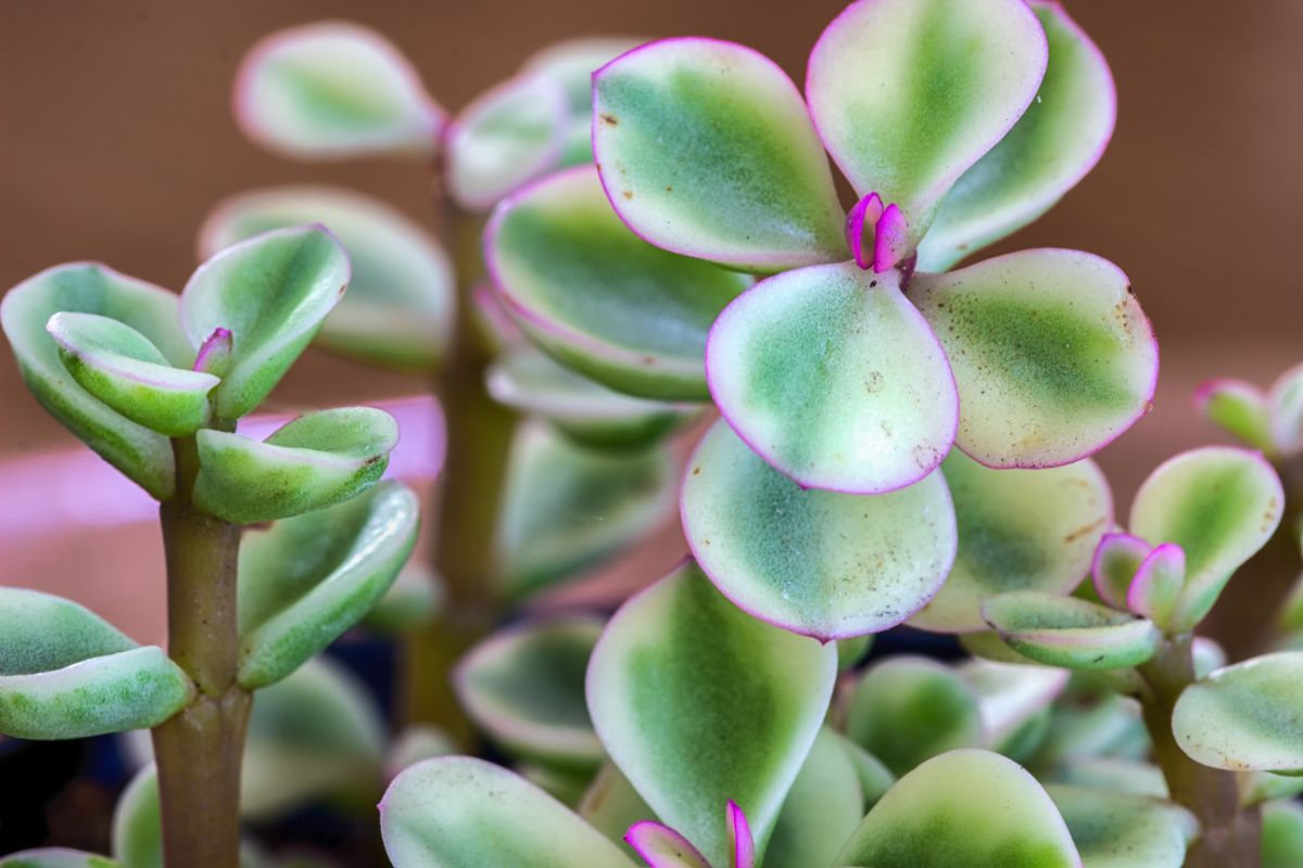 Tall Elephant bush houseplant