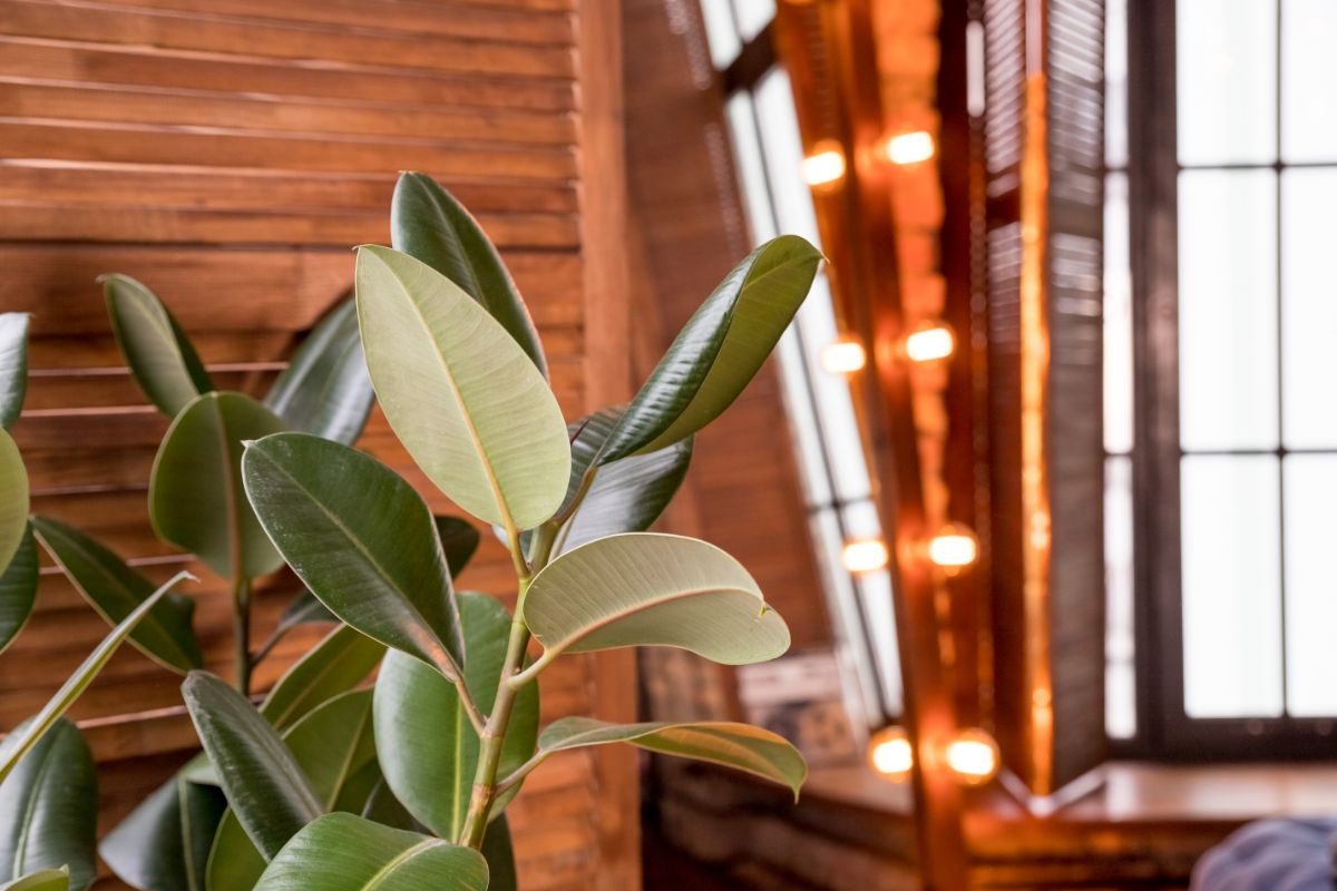 Plants being used as noise cancelling sound absorbers