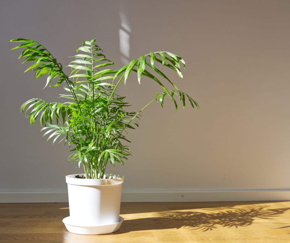 A large potted parlor palm in sunlight