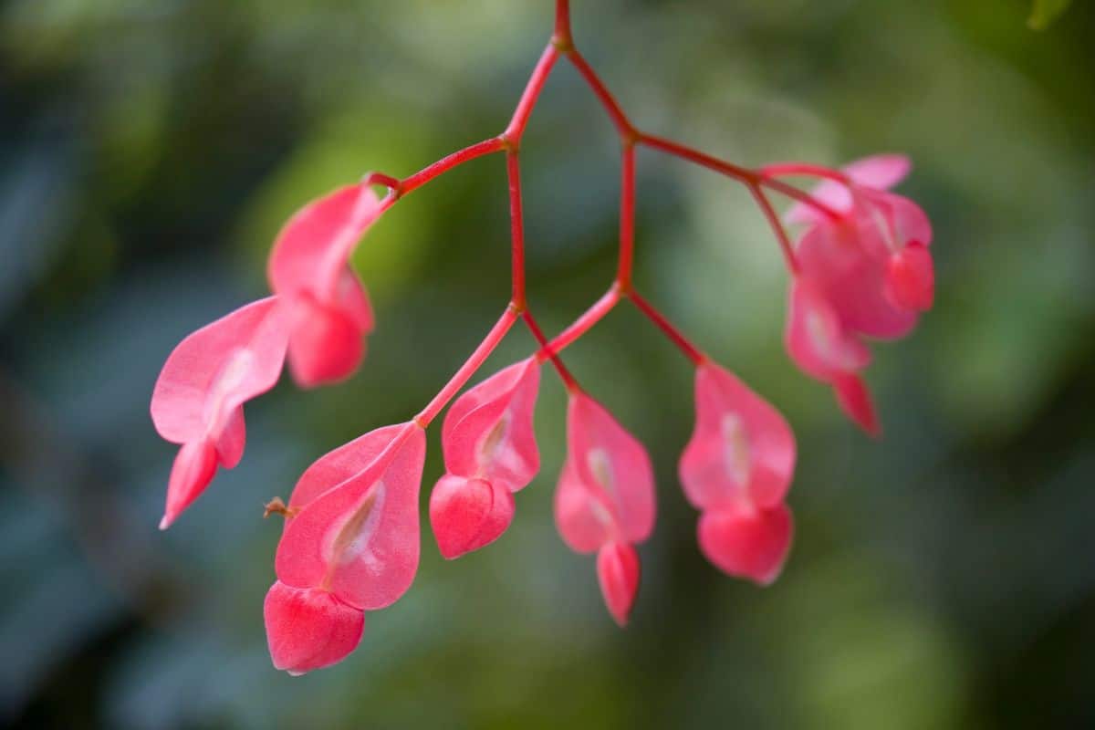 Pink flower cluster on a fuchsia begonia