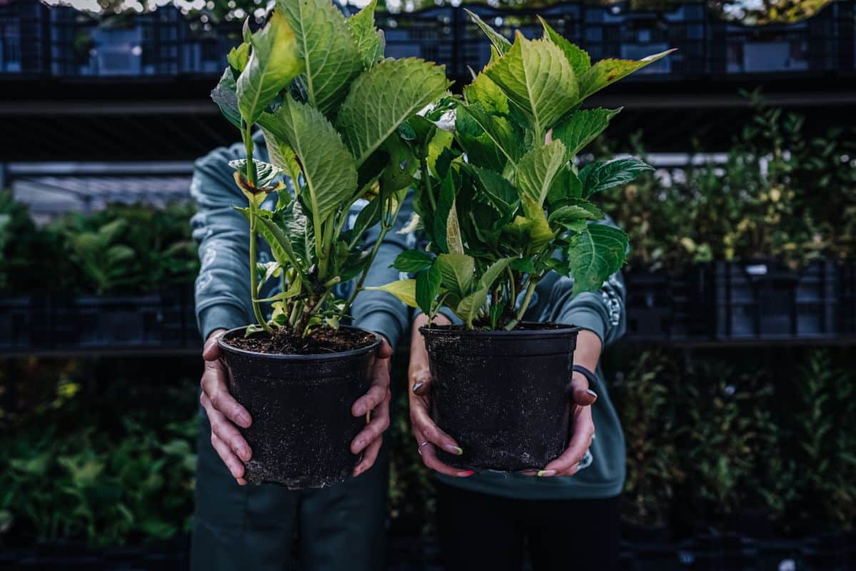 Friends side by side holding a pair of plants