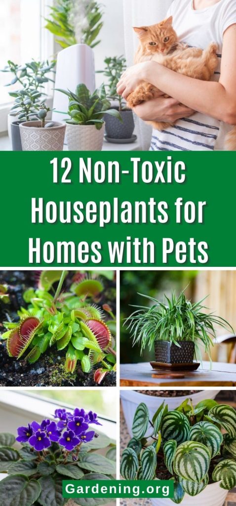 12 Non-Toxic Houseplants for Homes with Pets pinterest image.