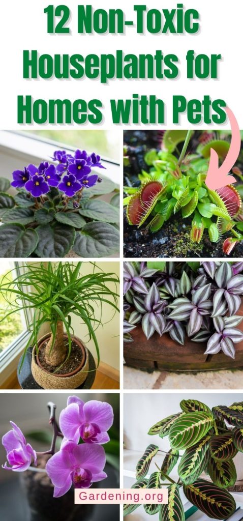 12 Non-Toxic Houseplants for Homes with Pets pinterest image.