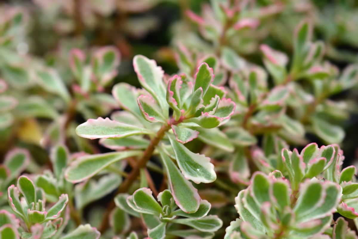 Sedum plant with green leaves fringed with white and pink