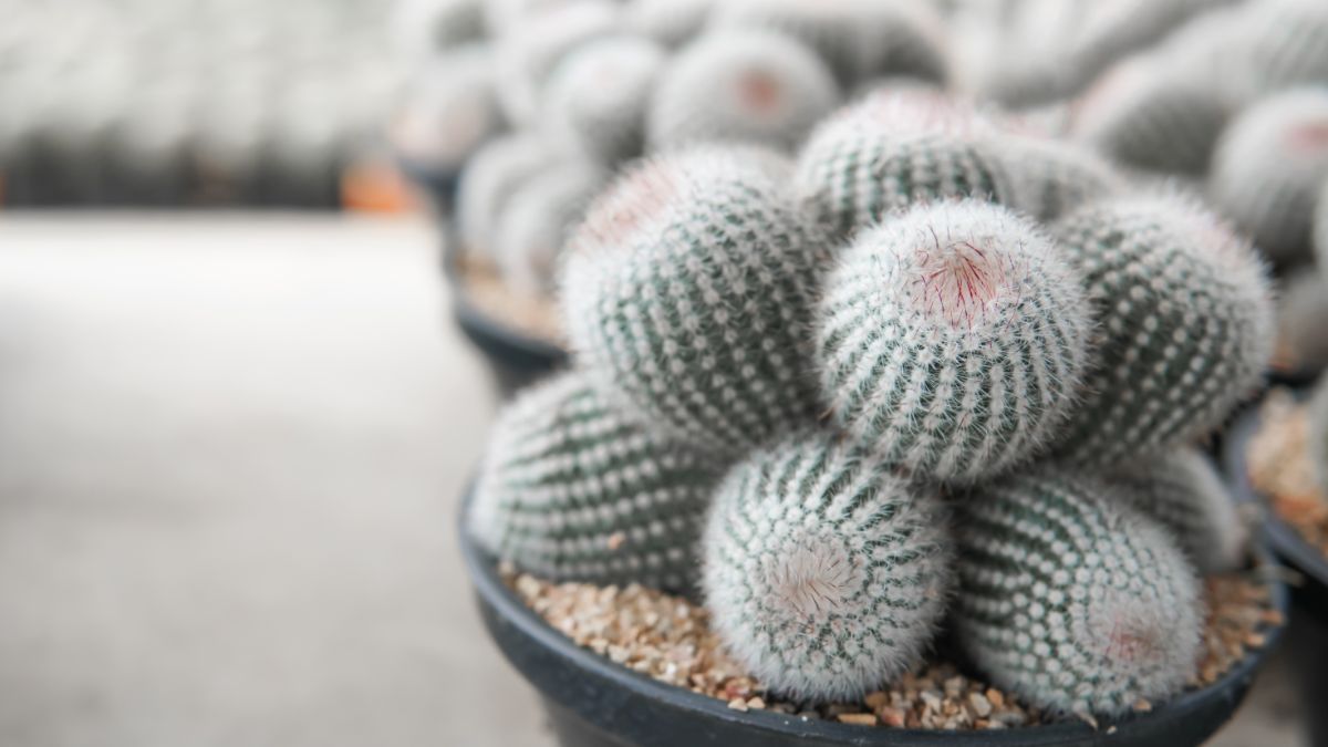 Silver ball cactus plants grown from seed--look like piles of little silver balls
