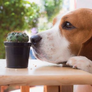A beagle sniffing a small cactus in a pot on a table.