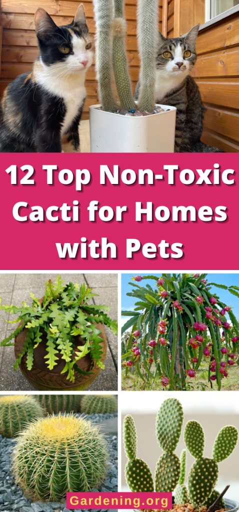 12 Top Non-Toxic Cacti for Homes with Pets pinterest image.