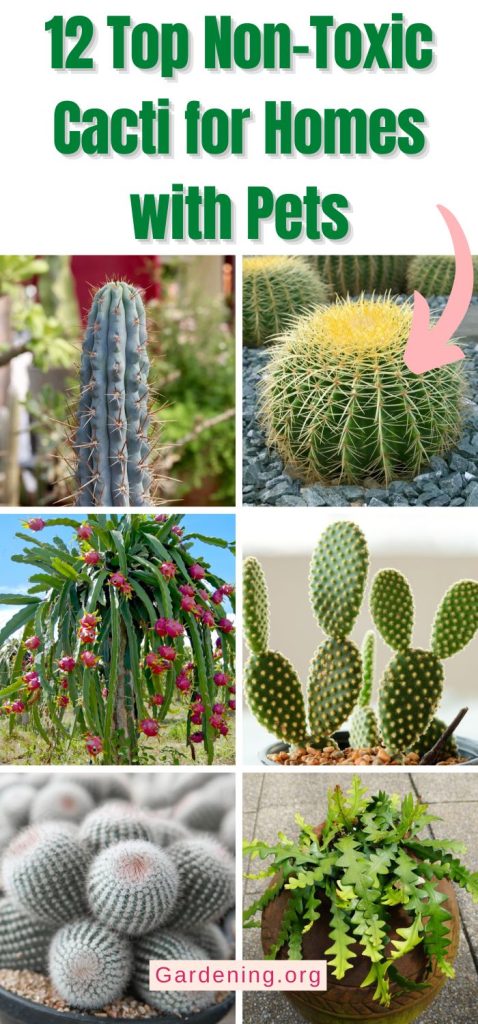 12 Top Non-Toxic Cacti for Homes with Pets pinterest image.