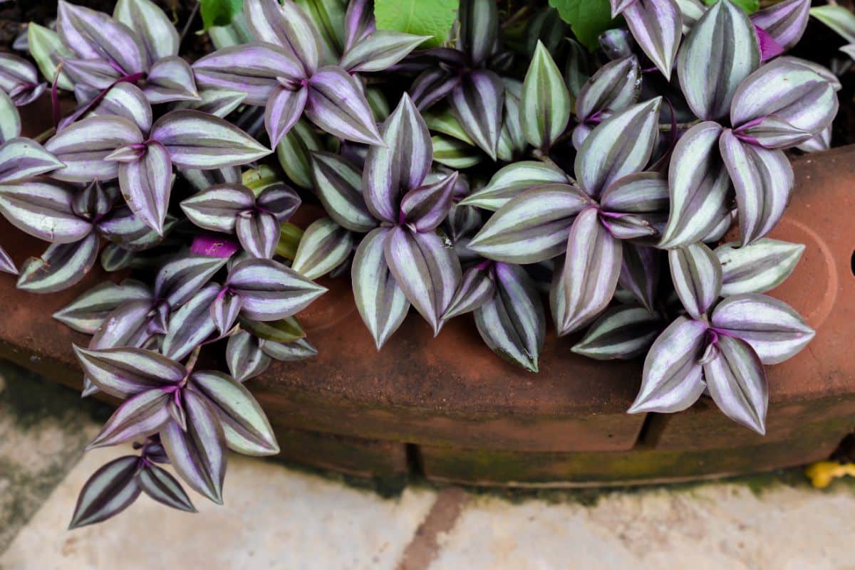 Purple and green inchplant trailing from its pot
