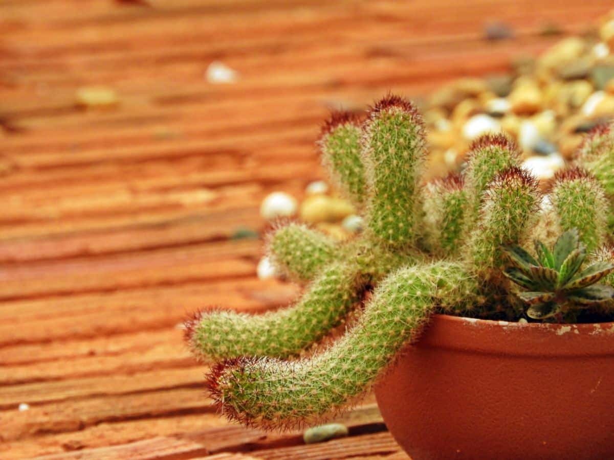 Ladyfinger cactus plants "reaching out" from their pot