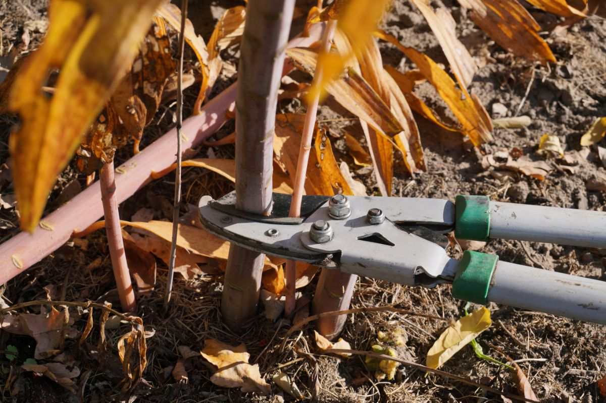 Loppers cutting out and pruning old plant material