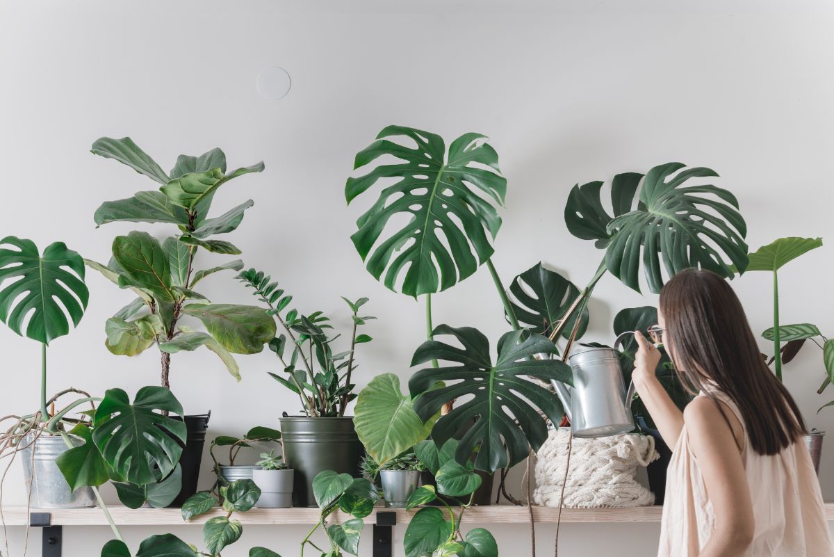 A woman watering her collection of indoor house plants
