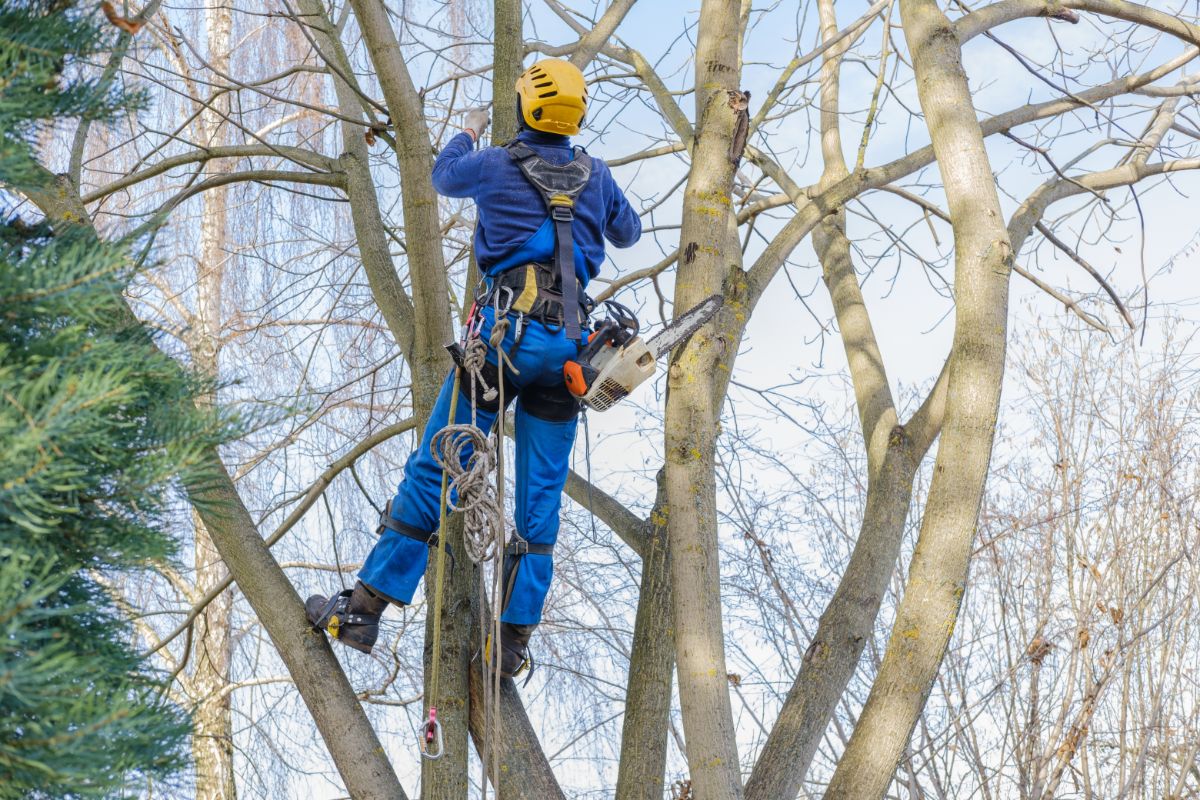 An arborist cutting away dead branches