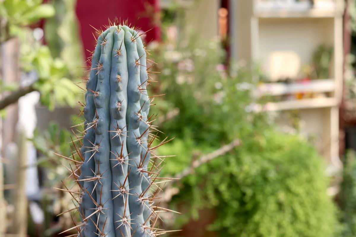 A spike-covered Blue Columnar cactus.