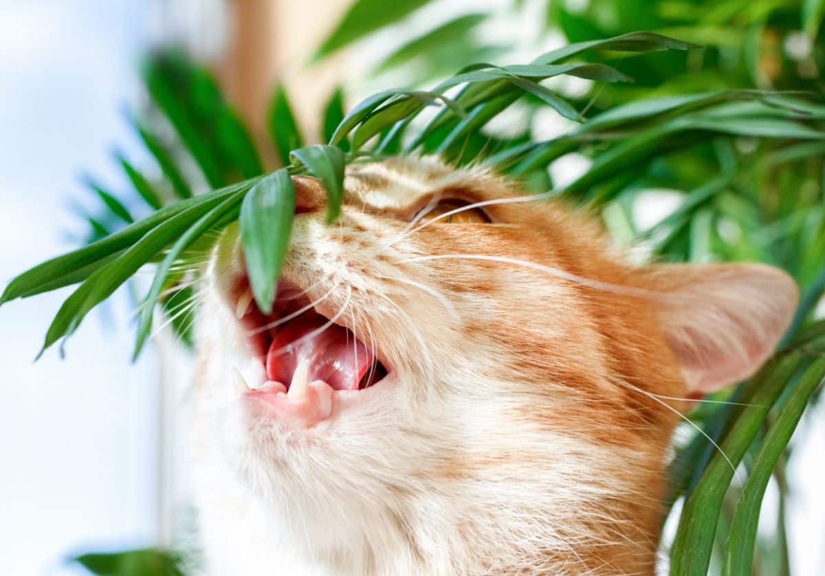 A cat reaching up and chewing on a houseplant