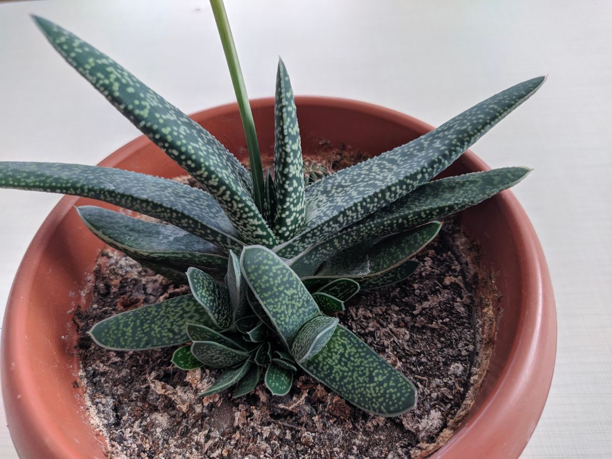 Gasteria, a unique-looking succulent sometimes compared to Haworthia