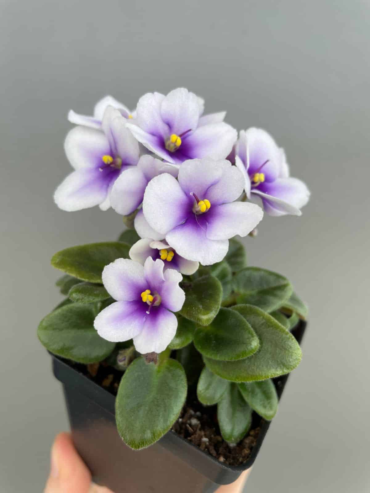 A potted miniature African Violet plant.