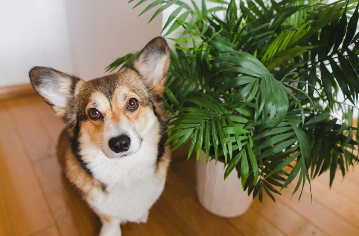 A dog sitting next to a potted palm