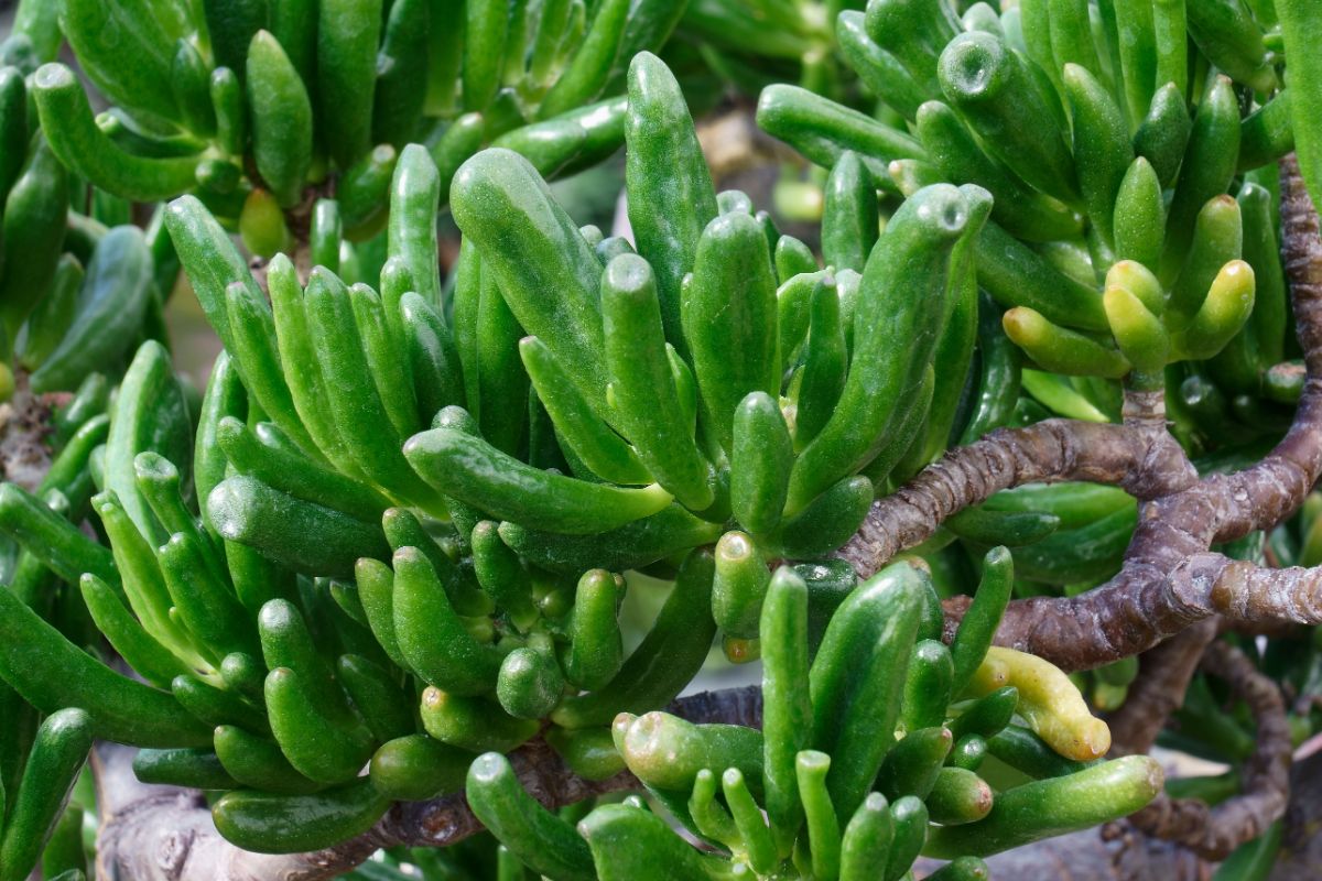 A unique green and brown succulent plant