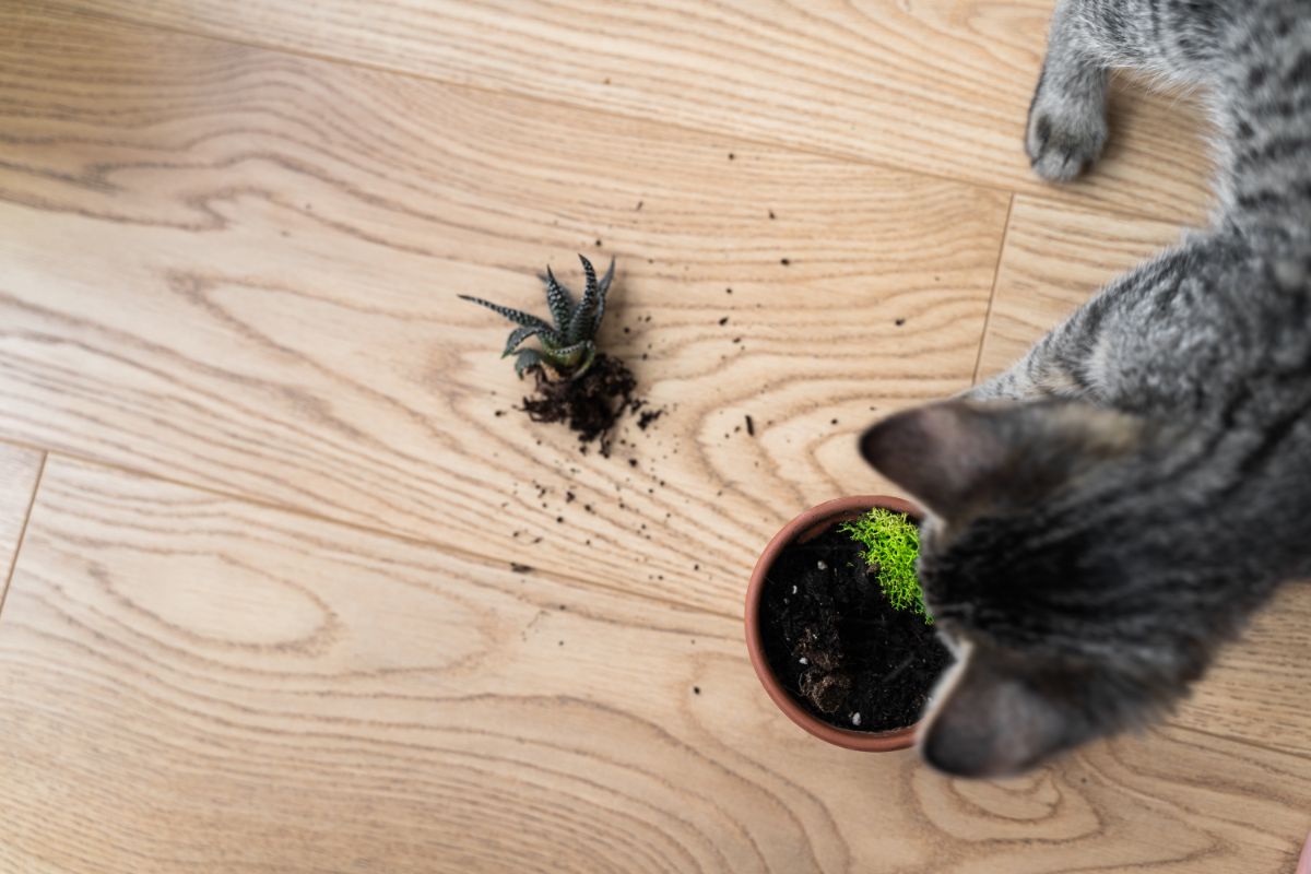 A pet cat playing with an uprooted potted plant