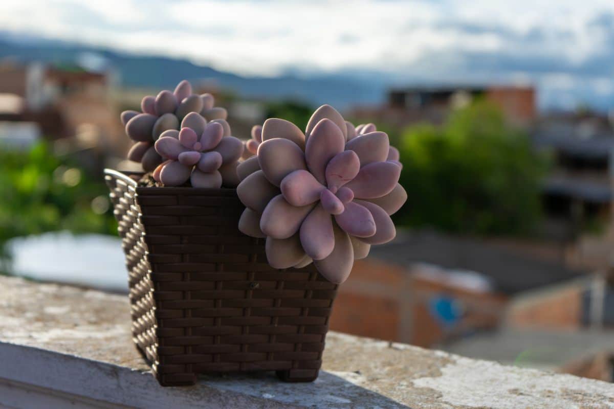 Pastel-colored Moonstone plant