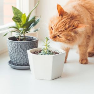 A ginger cat sniffing succulents in pots.