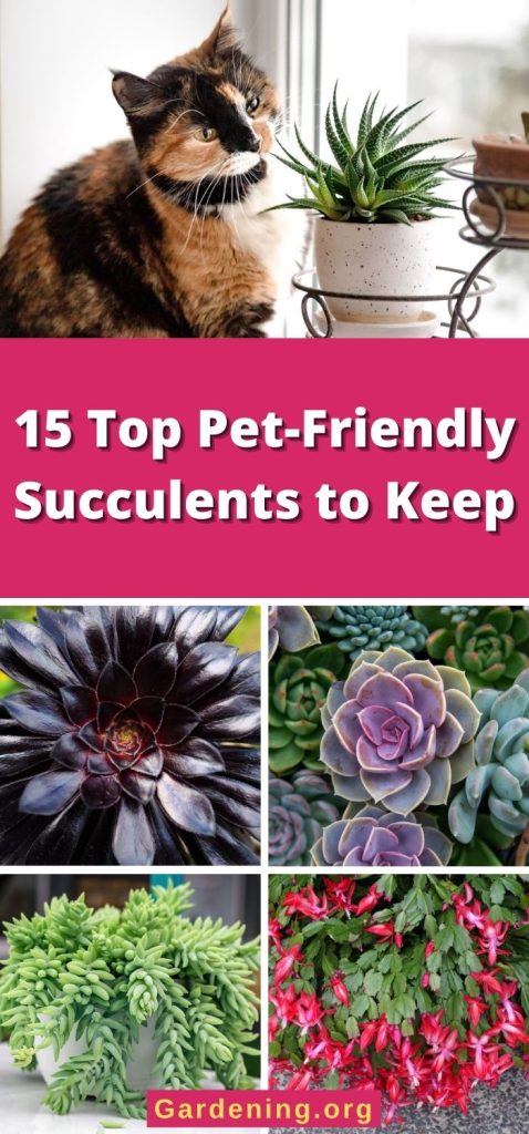 15 Top Pet-Friendly Succulents to Keep pinterest image.