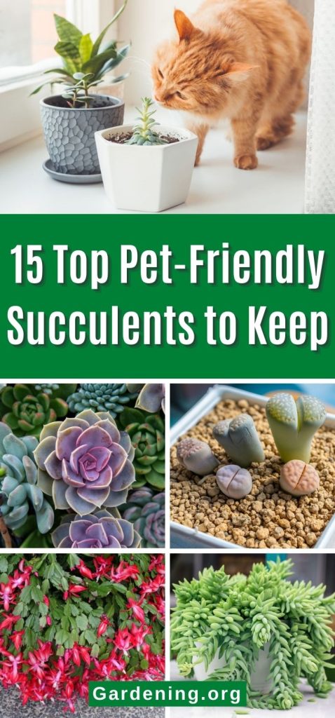 15 Top Pet-Friendly Succulents to Keep pinterest image.