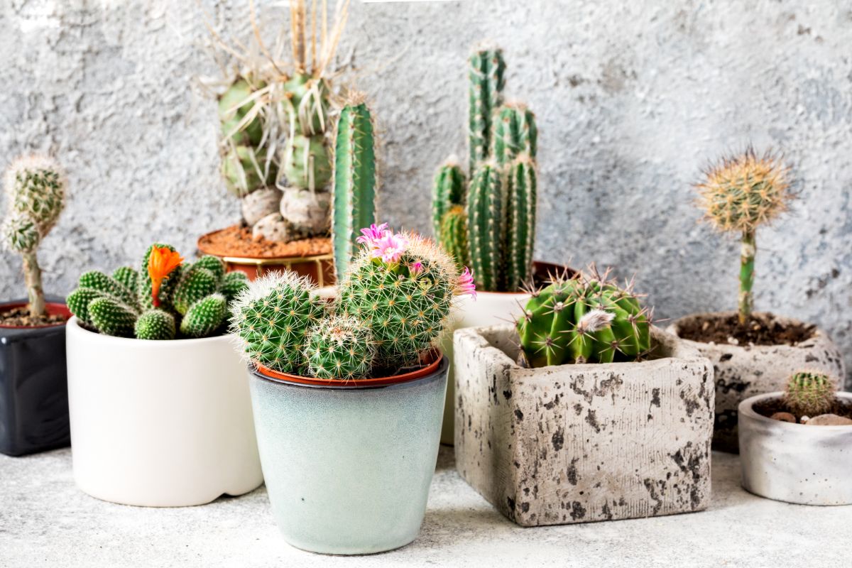 A small potted home cactus garden of indoor plants