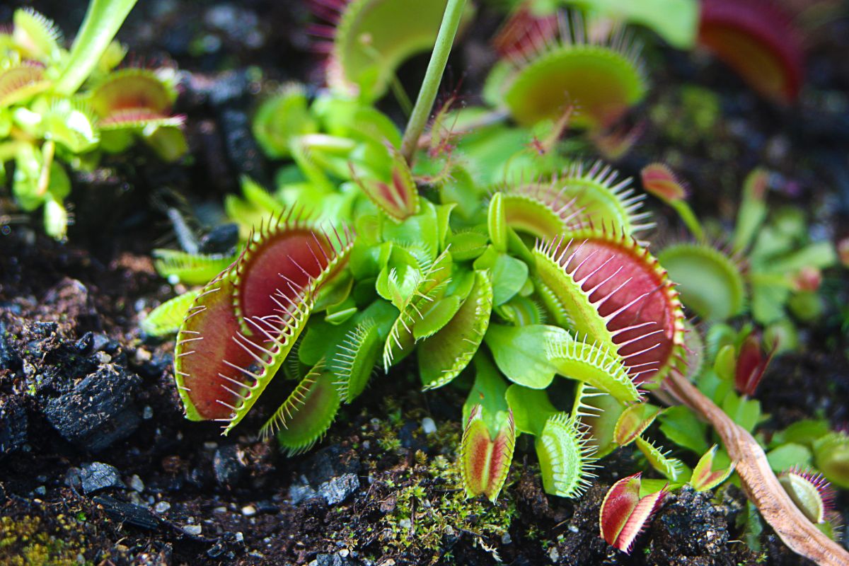 A Venus flytrap plant with several traps