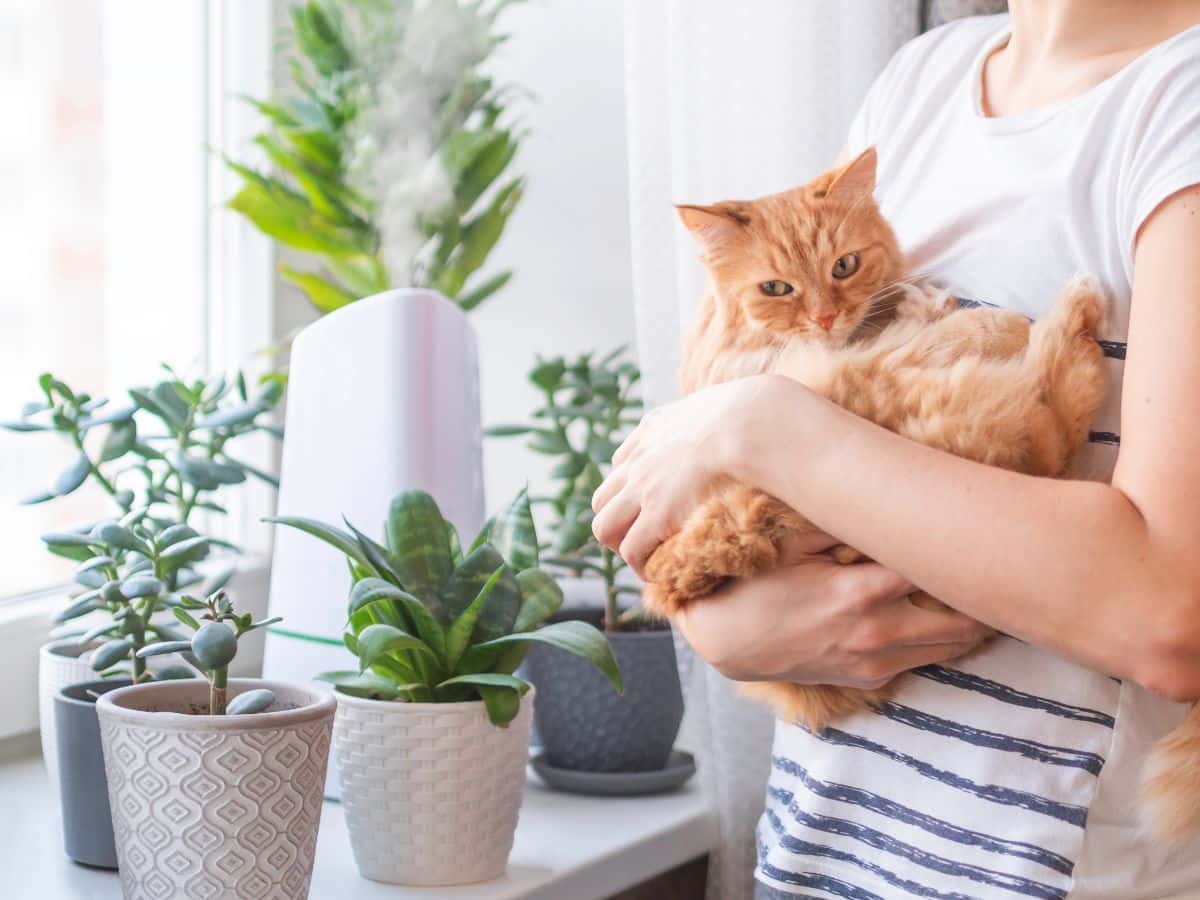 A homeowner holding her cat next to her window shelf full of plants