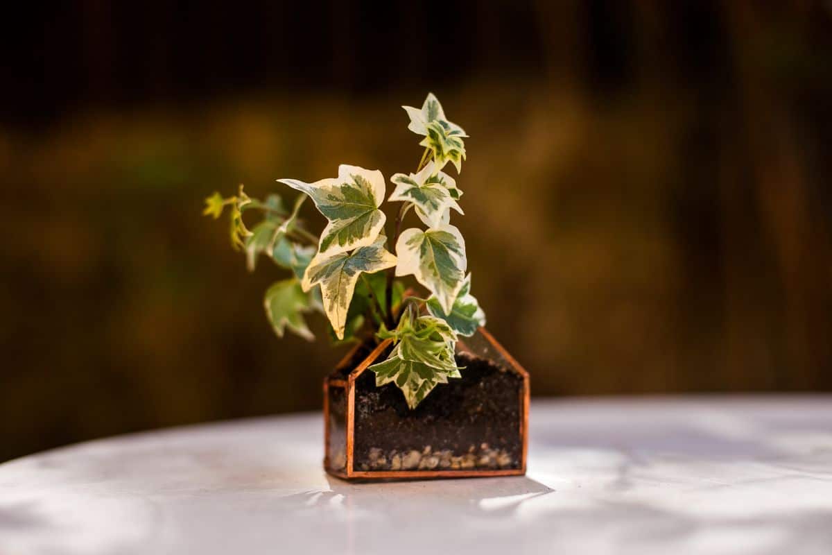  A tiny potted mini ivy plant for a fairy garden