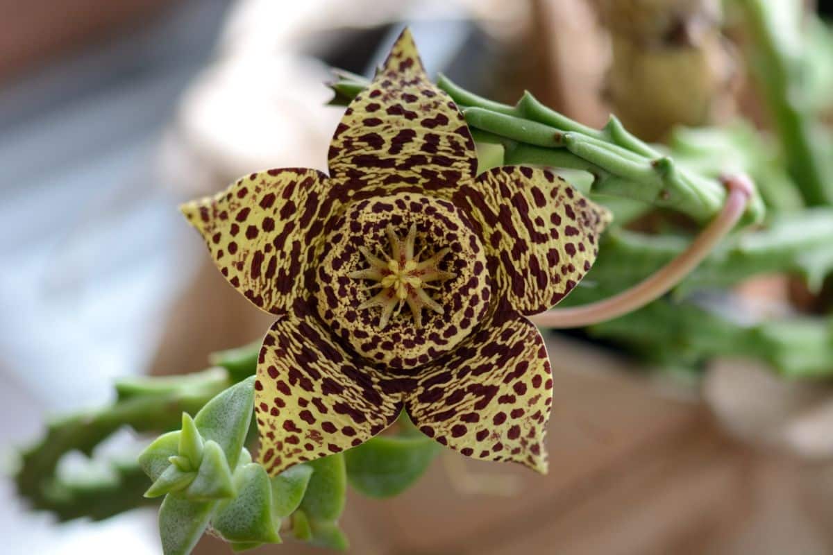 Starfish-shaped Carrion plant